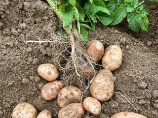 Сорт картофеля Фаворит
