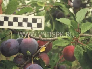 Сорт сливы домашней Мирная
