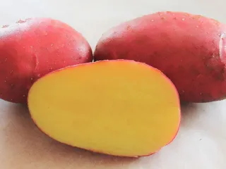 Сорт картофеля Балтик роуз