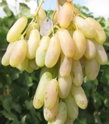 Сорт винограда Дамские пальчики (Хусайне белый) 2