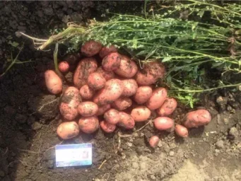 Сорт картофеля Розалинд 0