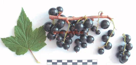 Сорт смородины черной Ксюша 0