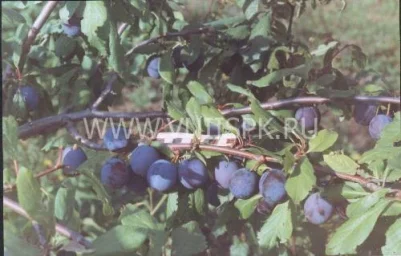 Сорт сливы домашней Сверхранняя 0