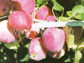 Сорт яблони Смугляночка