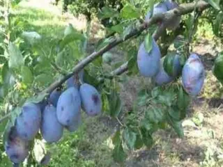 Сорт сливы домашней Герцог