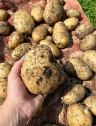 Сорт картофеля Ариэль 0