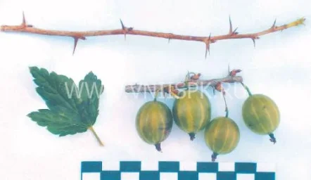 Сорт крыжовника Уральский Виноград 0