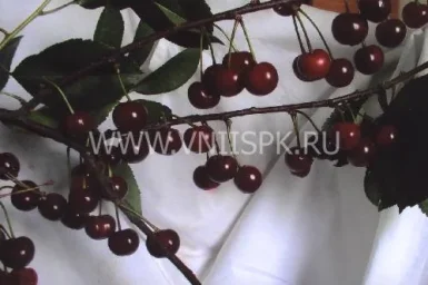 Сорт вишни Казачка 0