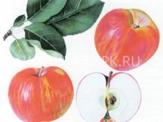 Сорт яблони Ломоносовское