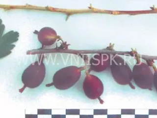Сорт крыжовника Черный Черкашина