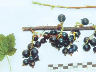 Сорт смородины черной Подарок Октябрю