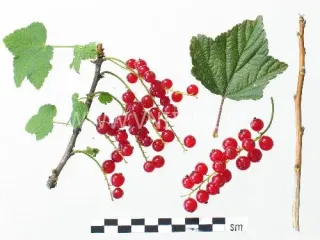 Сорт смородины красной Огонёк (Смородина Красная)