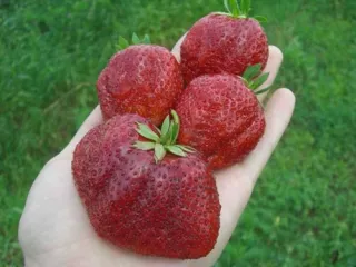 Сорт клубники Викода