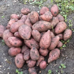Сорт картофеля Розара 0