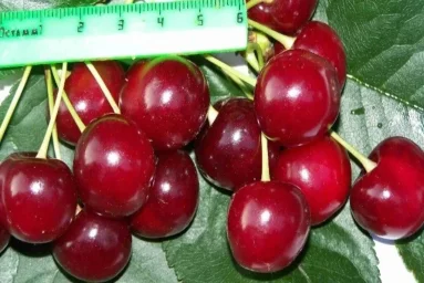Сорт вишни Вечерняя Заря 0