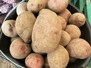 Сорт картофеля Калинка