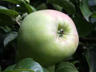Сорт яблони Чашниковское