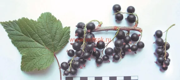 Сорт смородины черной Лама 0