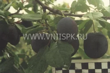 Сорт сливы домашней Жигули 0