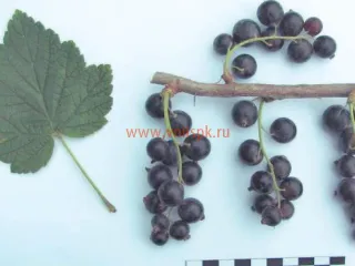 Сорт смородины черной Бурая Дальневосточная (Бурая Фаворской)