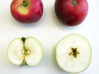 Сорт яблони Кубанское Румяное