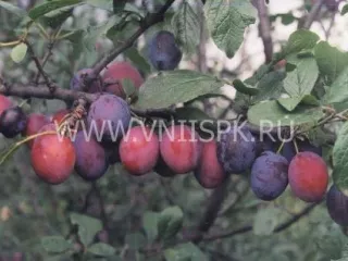 Сорт сливы домашней Кантемировка