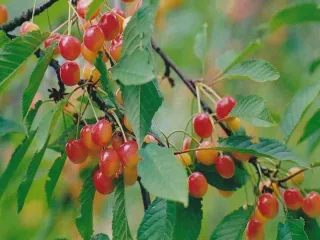 Сорт черешни Орловская Розовая