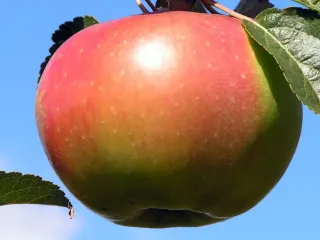 Сорт яблони Вербное