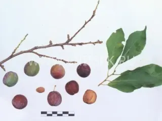 Сорт сливы китайской Незнакомка