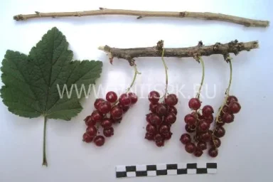 Сорт смородины красной Ненаглядная 0