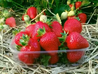 Сорт клубники Альба