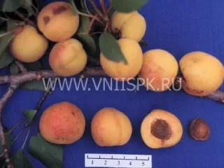 Сорт абрикоса Пётр Комаров