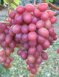 Сорт винограда Анюта 1