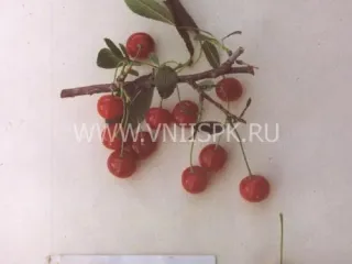 Сорт вишни Нижнекамская