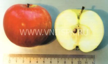 Сорт яблони Башкирское Зимнее 0
