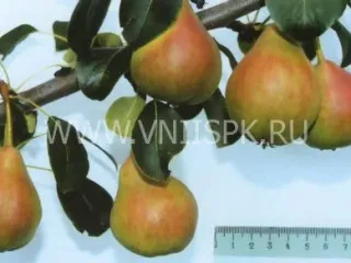 Сорт груши Тонковетка Уральская