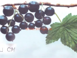 Сорт смородины черной Селеченская