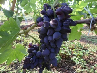 Сорт винограда Викинг 3