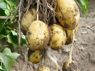 Сорт картофеля Чароит