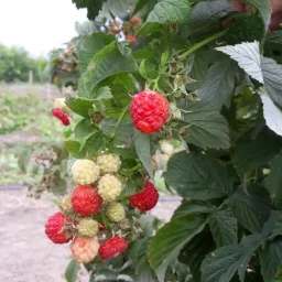 Сорт малины Таганка 3