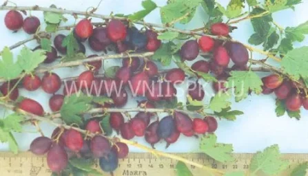 Сорт крыжовника Кооператор 0