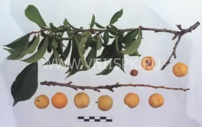 Сорт сливы китайской Ваулинская 0