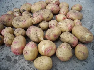 Сорт картофеля Пикассо