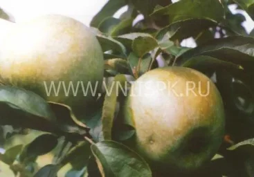 Сорт яблони Ренет Кубанский 0