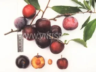 Сорт сливы китайской Вировская