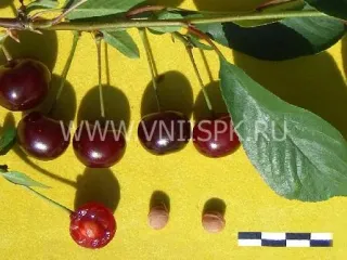 Сорт вишни Сания