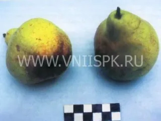 Сорт груши Нектарная