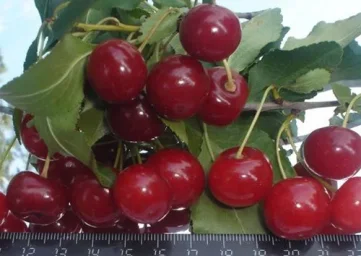 Сорт вишни Уральская рубиновая 0