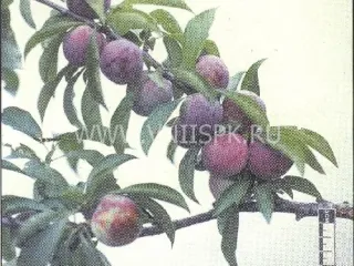 Сорт сливы китайской Маньчжурская Красавица