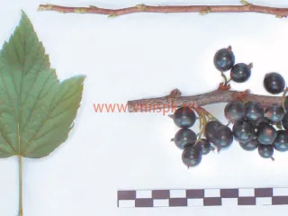 Сорт смородины черной Клуссоновская